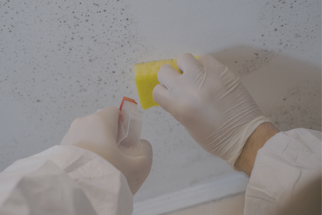 Illustration showing signs of mold in a home, including stains, odors, and health symptoms