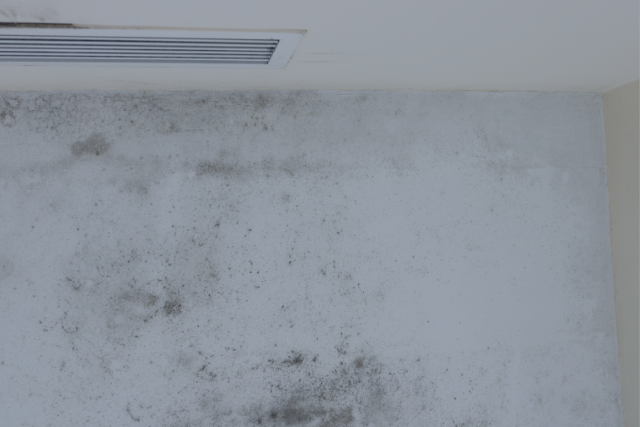 Top 5 Dangerous Molds in Homes and Their Health Effects